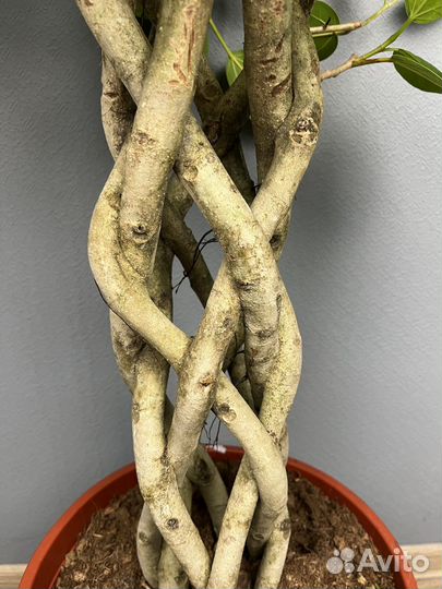 Фикус бенгальский одри H 140