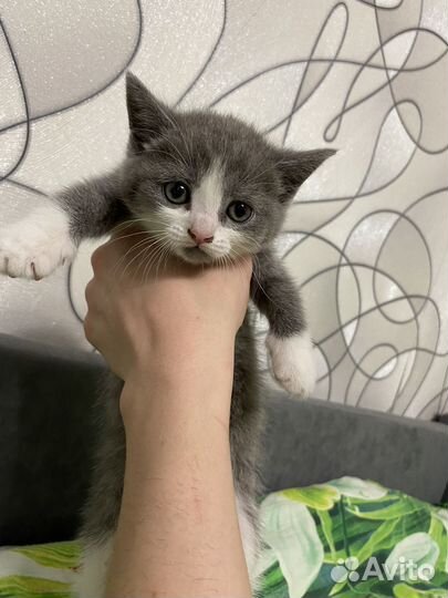 Котята британцы