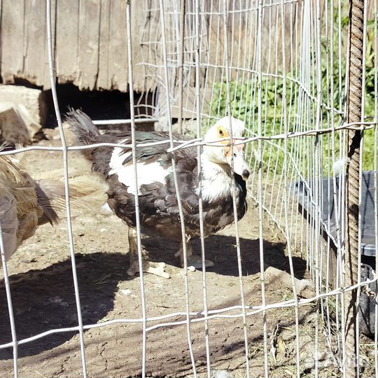 Семья индоуток