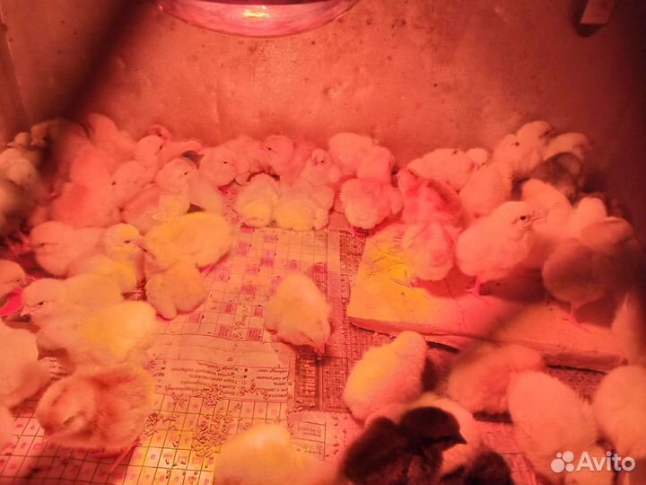 Цыплята коралл