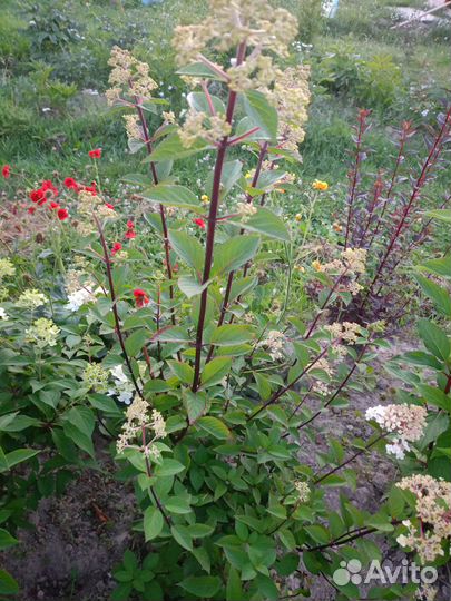 Гортензия Самарская Лидия