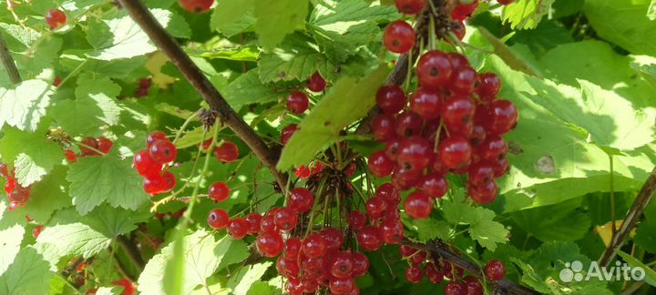 Свежая черная и красная смородина