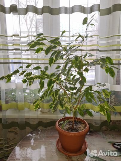 Фикус бенджамина