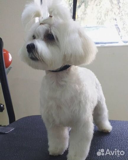 Стрижка собак