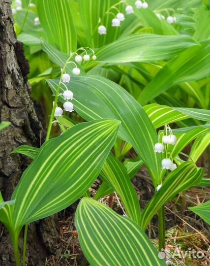 Ландыш розовый, полосатый, махровый