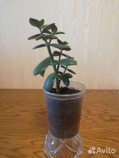 Толстянка, денежное дерево