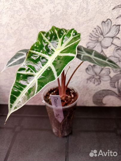 Алоказия Полли