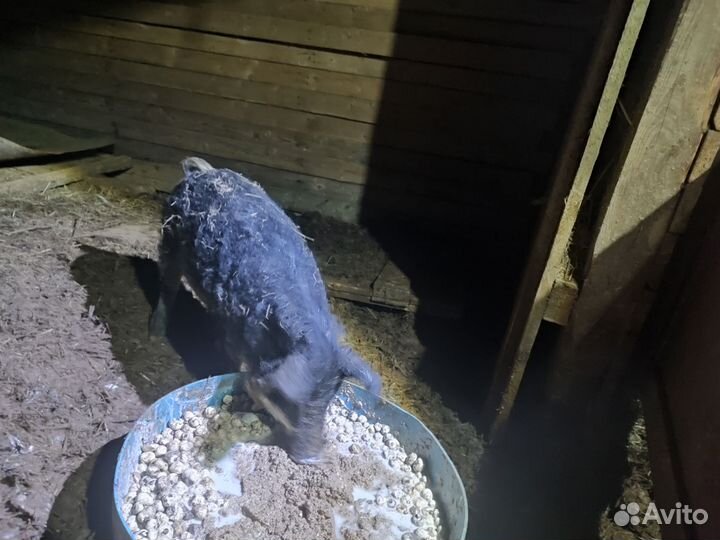 Поросята венгерской мангалицы