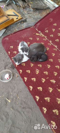 Котята в добрые руки