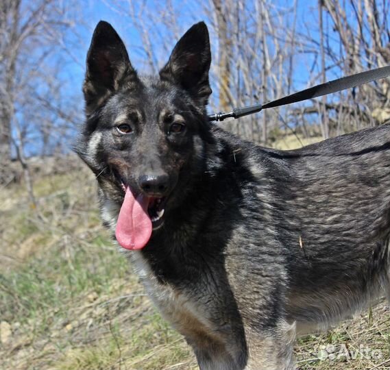 Собака Джульетта