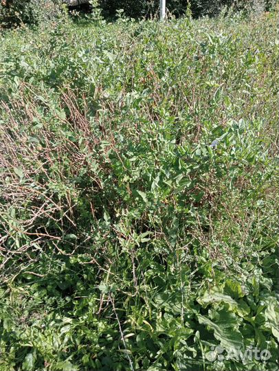 Саженци крыжовника безшипного