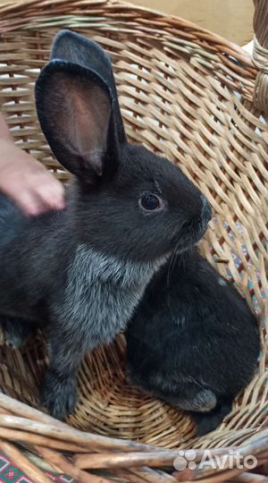 Кролик Серебристый (Полтавское серебро)