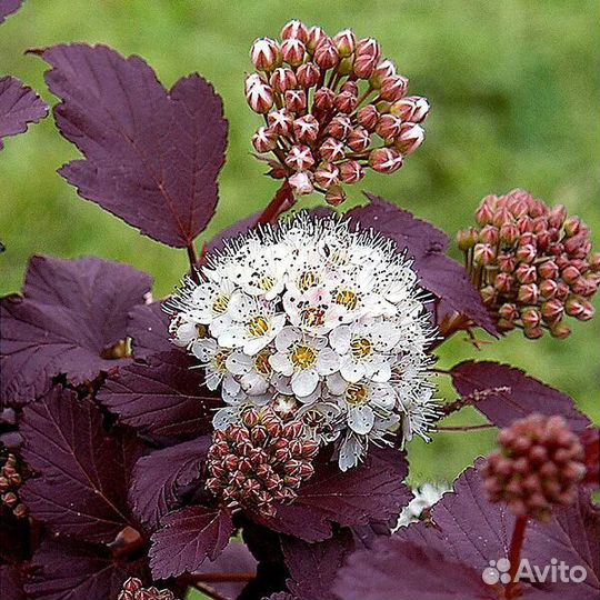 Многолетние растения для вашего сада
