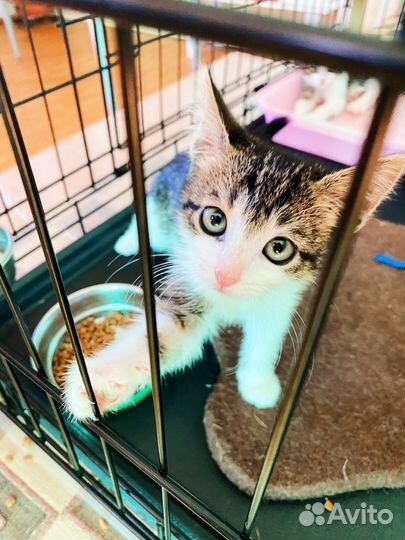 2 смышленных, ласковых котёнка мальчики 2,5 м