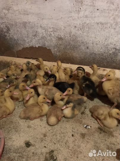Гусята, утята,цыплята