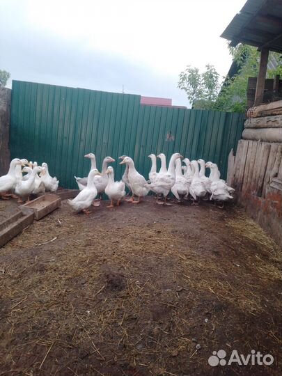 Гуси молодые