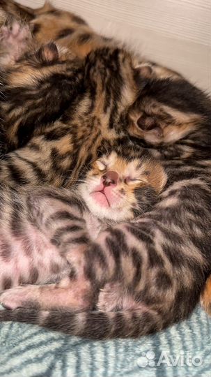 Бенгальские котята