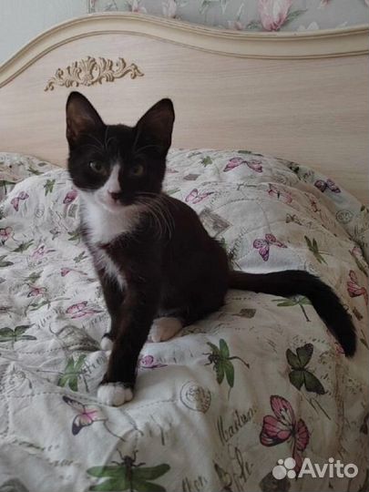 Котенок 3 месяца