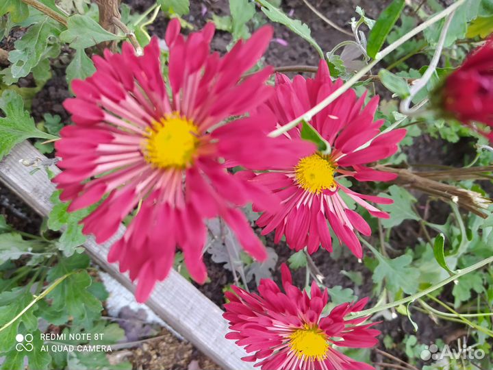 Хризантема корейскаяАлый парус