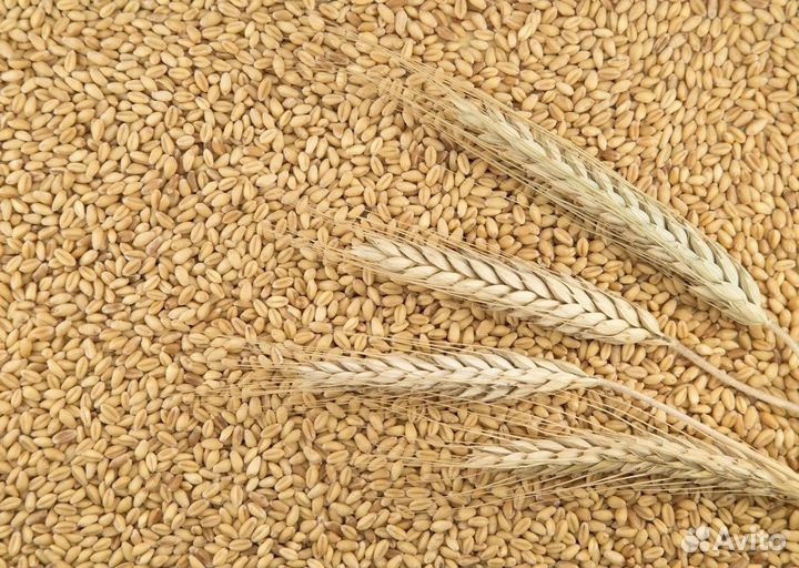 Озимая пшеница