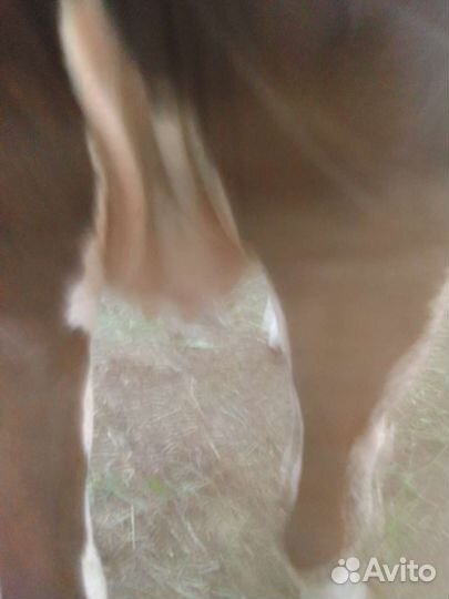 Корова телка