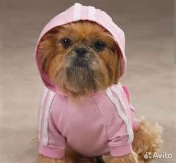 Одежда для собак
