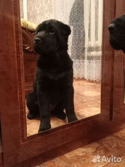 Собака шарпей