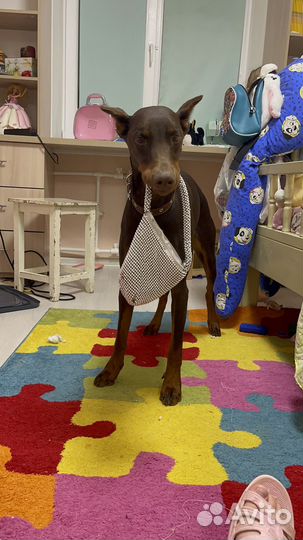 Ищем жениха