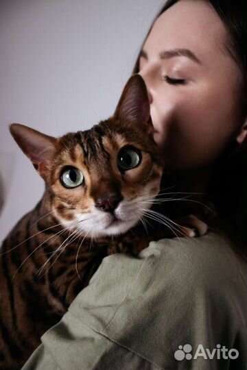 Зоопсихолог, коррекция поведения кошек