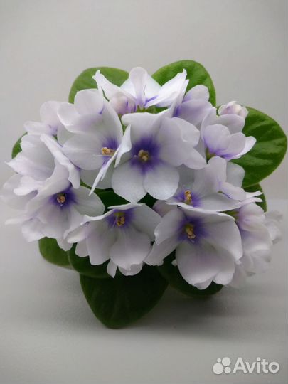 Фиалки мини и полумини