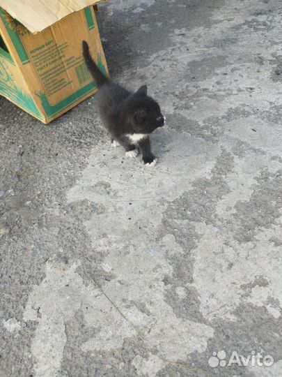 Отдам котенка (мальчик)