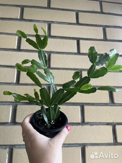 Цветок декабрист (шлюмберга)