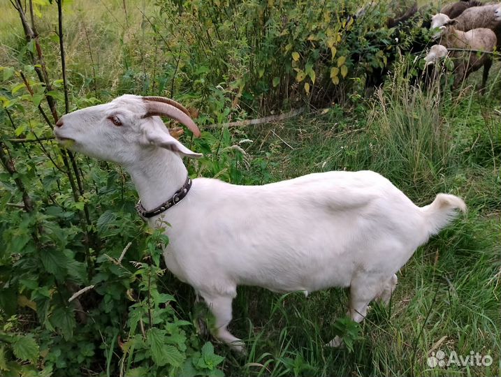 Продам коз и козлов