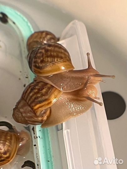 Улитки ахатины бесплатно