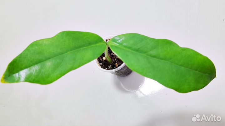 Замиокулькас Лонг Лив лемон