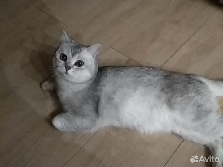 Британский кот, вязка опытным котом, найдет подход