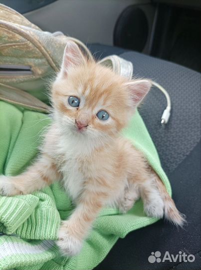 Котенок девочка ищем дом
