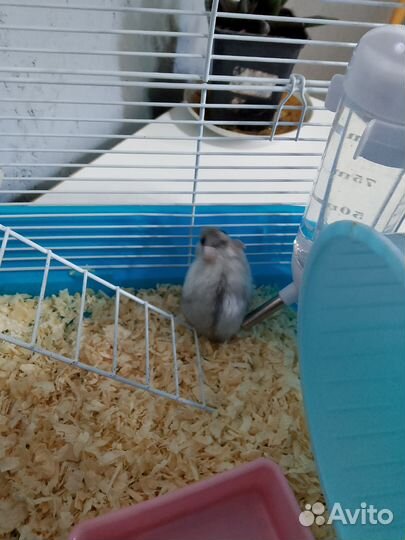 Сирийский хомяк с клеткой
