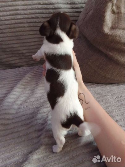 Щенок чихуахуа