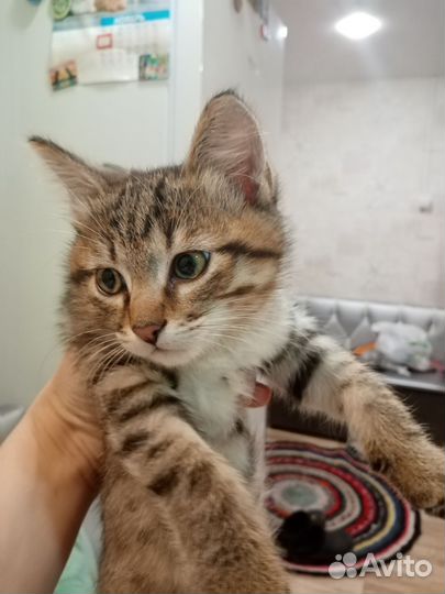 Котенок мальчик