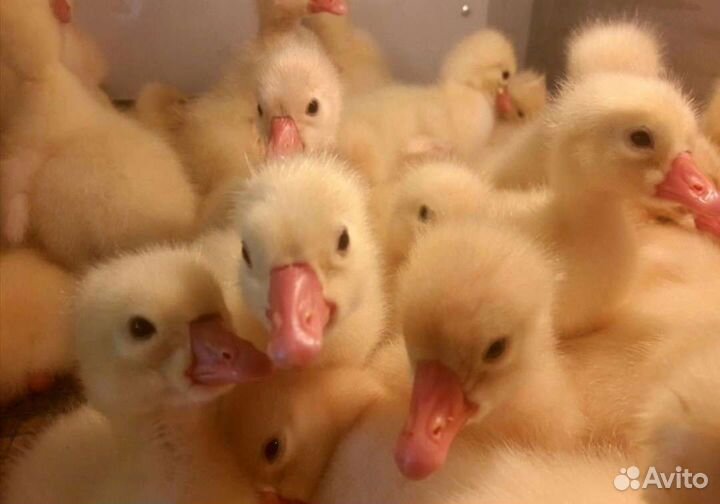 Гусята Линда /инкубационное яйцо гуся