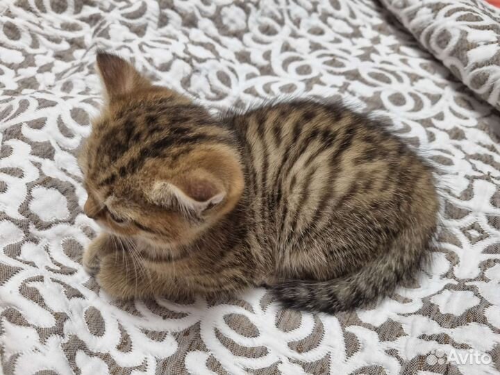 Шотландский котёнок