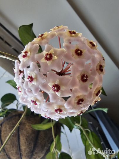 Хойя карноза