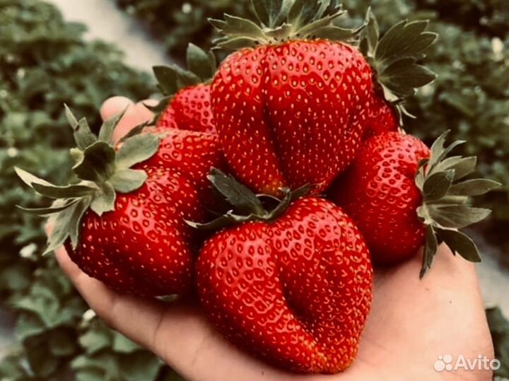 Клубника Земляника Садовая саженцы