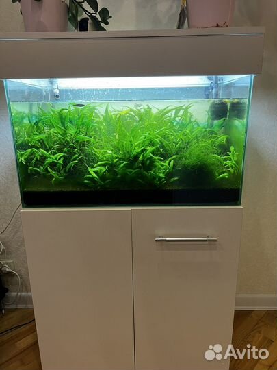 Аквариум 100л. С рыбками и креветками