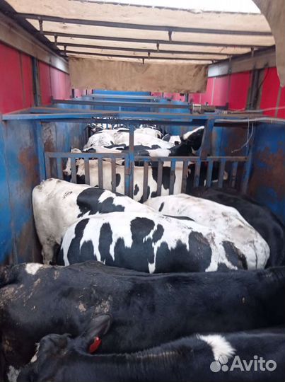 Полуприцеп тентованный Schmitz Cargobull S01, 2005