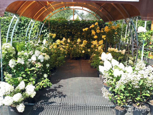 Гортензии метельчатые