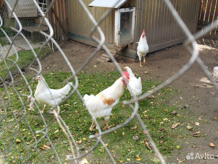 Молодые петухи
