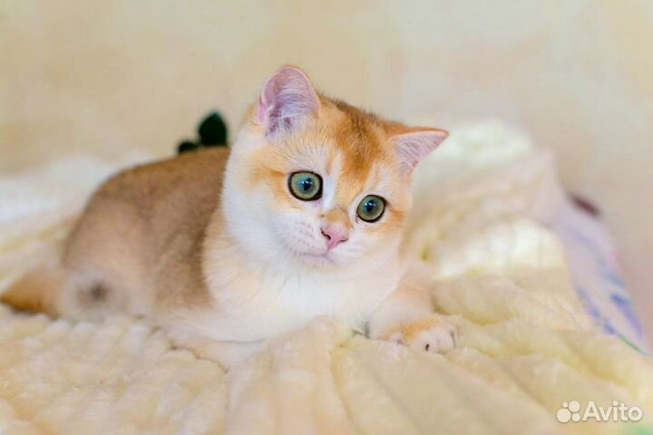 Британский мальчик