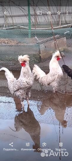 Породистые петушки